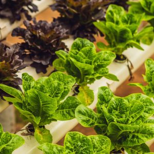 Fresh,Lettuce,Leaves,,Close,Up.,butterhead,Lettuce,Salad,Plant,,Hydroponic,Vegetable
