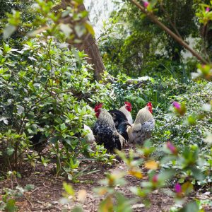 Chicken,Free,In,The,Forest,Floor,-,Blooming,Rhododendrons.,Permaculture,