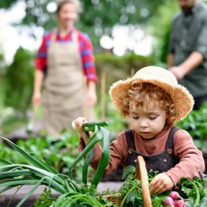 Small,Girl,With,Parents,Gardening,On,Farm,,Growing,Organic,Vegetables.